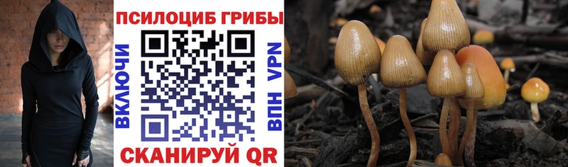 Купить где  Олонец  Псилоцибиновые грибы Cubensis 